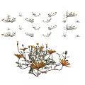 Natural Yellow Flowers With Green Leaves Blooming And Bud Stages In Fresh Garden Setting