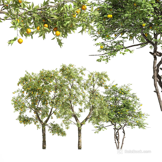 Lush Arbor Trees With Green Leaves And Orange Fruits On White Background 3d model 