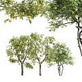 Lush Arbor Trees With Green Leaves And Orange Fruits On White Background