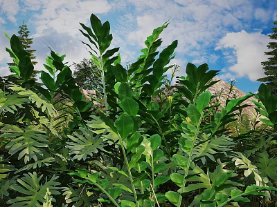 Lush Green Shrub With Dense Foliage In Natural Garden Setting Under Blue Sky 3d model