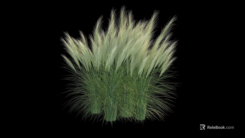 Green Ornamental Grass with Slender Leaves and White Plumes Against Black Background 3d model 