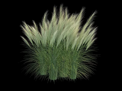Green Ornamental Grass with Slender Leaves and White Plumes Against Black Background 3d model
