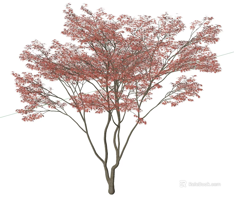 Ornamental Deciduous Tree With Vibrant Red Leaves And Lush Foliage For Garden Landscaping 3d model 