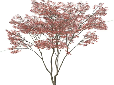 Ornamental Deciduous Tree With Vibrant Red Leaves And Lush Foliage For Garden Landscaping 3d model