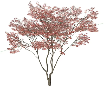 Ornamental Deciduous Tree With Vibrant Red Leaves And Lush Foliage For Garden Landscaping 3d model