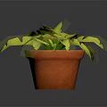 Green Leafy Plant With Large Split Leaves In Terracotta Pot For Indoor Decor