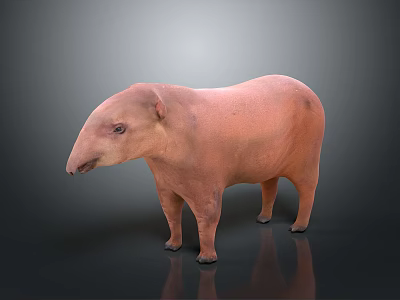 Pink Tapir 3D Model Standing on Gray Background with Reflective Surface 3d model
