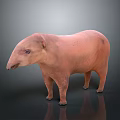 Pink Tapir 3D Model Standing on Gray Background with Reflective Surface 3d model