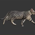 Cat With Purple Black Spotted Stripes Walking On Gray Background With Reflection 3d model