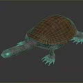 Turtle Turtle Cartoon Turtle Snapping Turtle Chickbill Turtle Reptile Cold Blooded Animal Reptile Reptile Class 3d model