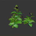Two Green Plants With Lush Green Leaves Against Black Background 3d model