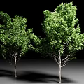 Two Tall Arbor Trees With Lush Green Foliage And Dense Branches