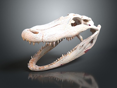 Modern Skull Crocodile Skull 3d model