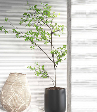 Modern Potted Plant 3d model