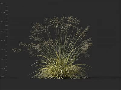 Ornamental Grass With Slender Golden Green Leaves And Feathery Spikelets 3d model