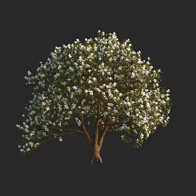 Lush Flowering Arbor With Plentiful White Blossoms And Dense Green Foliage 3d model