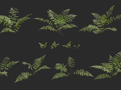 Green Fern Plants With Various Leaf Shapes Displayed On Dark Background 3d model
