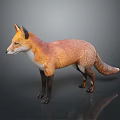Game Movie Character 3D Model of Fox with Brown and White Fur Standing Pose 3d model