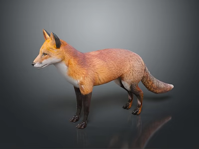 Game Movie Character 3D Model of Fox with Brown and White Fur Standing Pose 3d model Game Movie Character 3D Model of Fox with Brown and White Fur Standing Pose 3d model