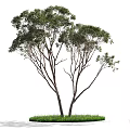 Various Arbor Trees With Different Foliage Densities And Green Grass Base 3d model