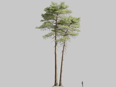 Tall Slender Pine Trees With Green Foliage And Human Figure For Scale 3d model