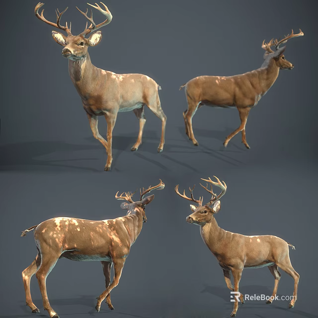 Reptile Varied Angles Displaying Brown Skin Textures And Natural Poses In Light 3d model 