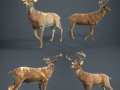 Reptile Varied Angles Displaying Brown Skin Textures And Natural Poses In Light 3d model