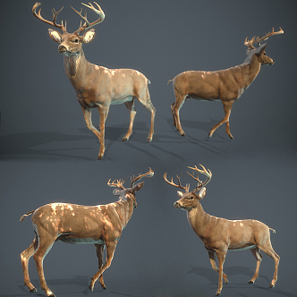 modern deer animal deer 3d model