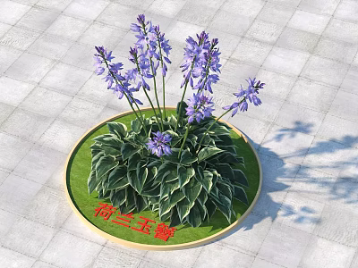 Purple Hosta Flowers With Green Leaves In Round Planter On Patio Tiles 3d model