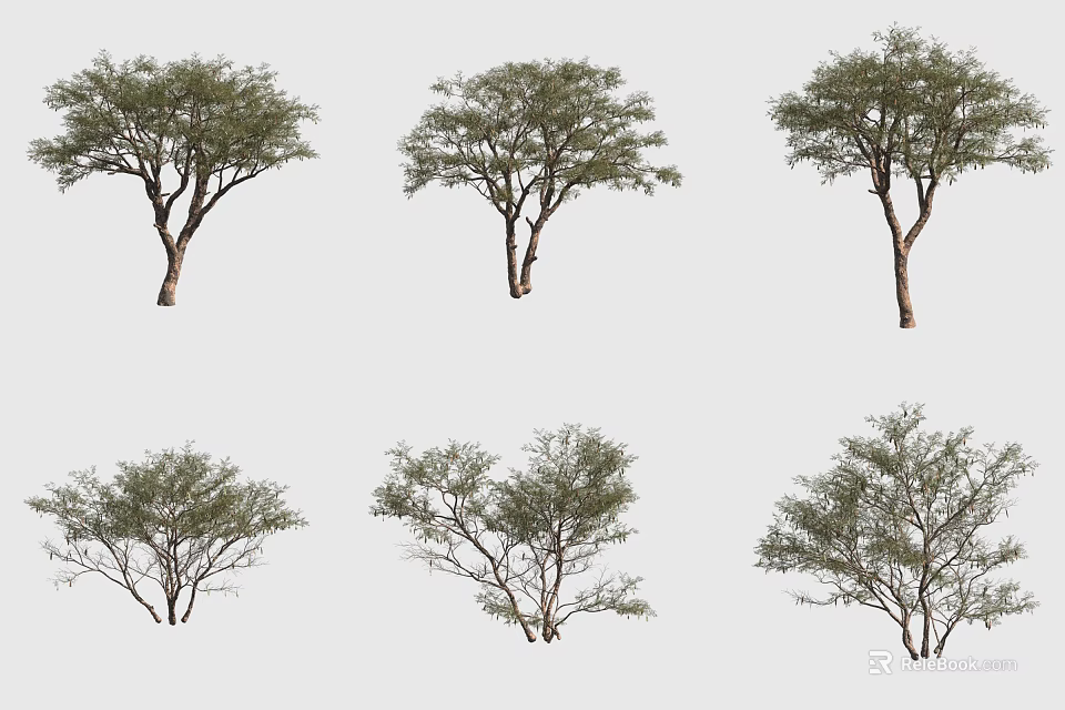 Six Different Arbor Trees with Lush Foliage and Varied Branch Structures for Landscaping Design 3d model 
