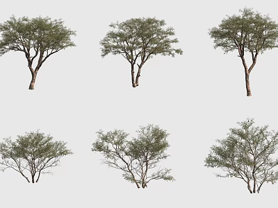 Six Different Arbor Trees with Lush Foliage and Varied Branch Structures for Landscaping Design 3d model
