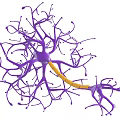 Medical Device 3D Neuron Model with Complex Branches and Yellow Axon for Neuroscience Research