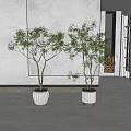 Bonsai Potted Plants With White Planters In Indoor Modern Space Green Foliage Stripe Wall Art