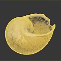 Natural Open Conch Shell with Brown Pink Exterior and Detailed Interior Texture