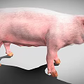 Standing Plump Pink Pig With Prominent Ears Open Mouth And Short Legs On Gray Background