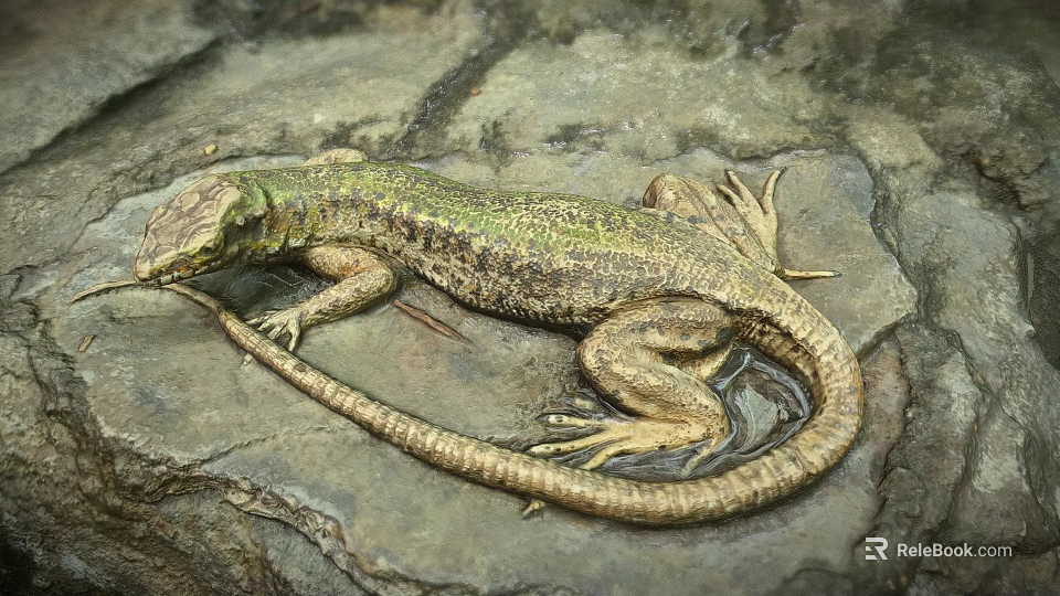 Reptile Lizard With Green Brown Scales On Natural Rock Surface Habitat 3d model 