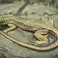Reptile Lizard With Green Brown Scales On Natural Rock Surface Habitat