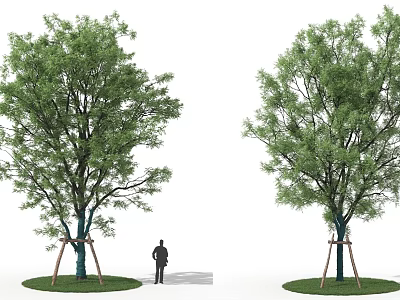 Two Large Arbor Trees With Support Tripods And Person Showing Size And Green Leaves 3d model