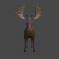 Realistic Moose With Large Antlers Brown Body Standing On Light Background