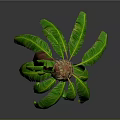 Realistic Palm Tree With Lush Green Leaves And Brown Trunk
