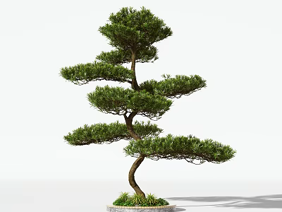 Decorative Arbor Tree with Curved Trunk and Layered Green Branches 3d model