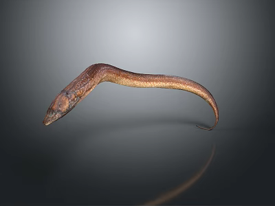 Brown Aquatic Eel With Slender Body In Dark Background And Reflection 3d model