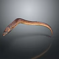 Brown Aquatic Eel With Slender Body In Dark Background And Reflection 3d model