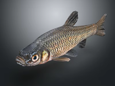Freshwater Fish with Black Head Golden Body and Distinct Scales Against Gray Gradient Background 3d model