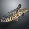 Freshwater Fish with Black Head Golden Body and Distinct Scales Against Gray Gradient Background