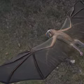 Flying Bat With Brown Body And Large Wings Gliding Over Natural Grassy Ground
