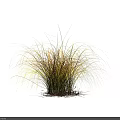 Yellow Grass Clumps with Slender Leaves and Rooted Soil for Garden Decoration