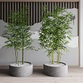 Lush Bamboo Plants In Round Gray Pots With White Pebbles And Wooden Slat Background