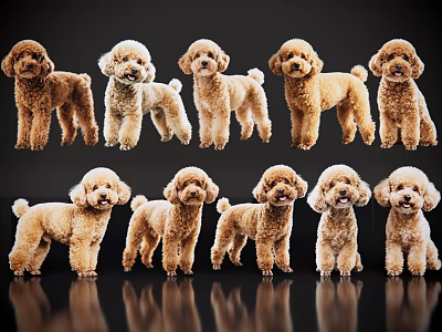 Various Reptile Species Arranged in Rows on Black Background With Reflection 3d model