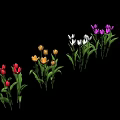 Colorful Tulips in Red Yellow White Purple with Green Leaves on Black Background